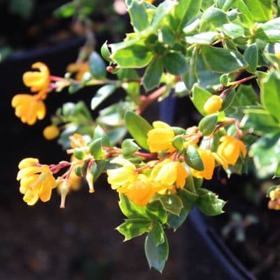 Berberis darwinii 3 Litre