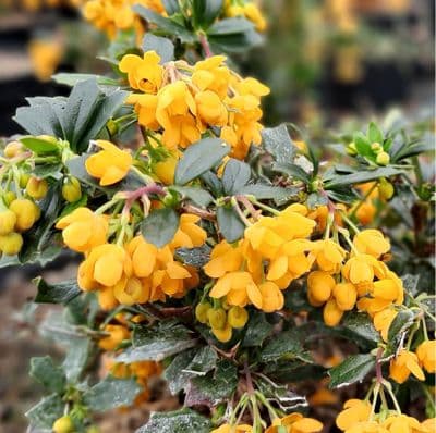 Berberis Darwinii Compacta 3 Litre