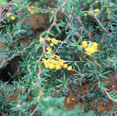 Berberis × stenophylla 3 Litre