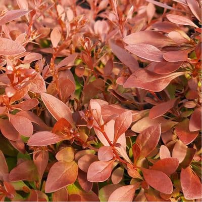 Berberis thunbergii Coral 3 Litre