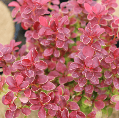 Berberis thunbergii f. atropurpurea Admiration 3 Litre