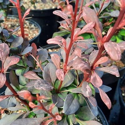 Berberis thunbergii f. atropurpurea Pink Queen 3 Litre