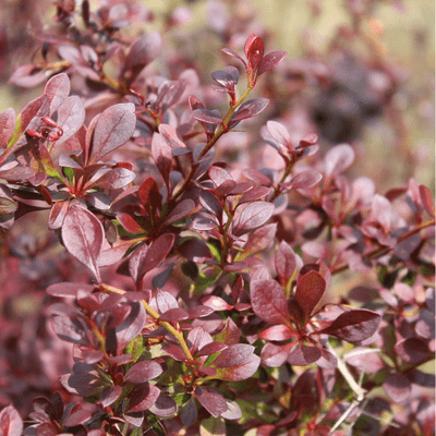 Berberis thunbergii f. atropurpurea 3 Litre