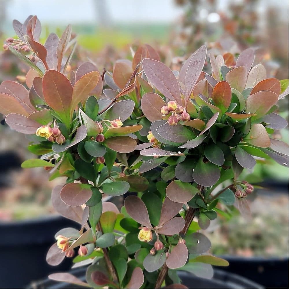 Berberis thunbergii f atropurpurea Red Pillar 3 Litre