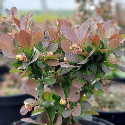 Berberis thunbergii f. atropurpurea Red Pillar 3 Litre