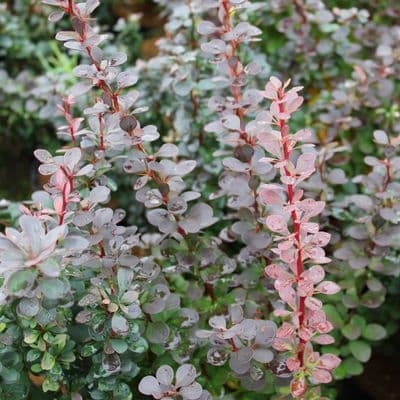 Berberis thunbergii f. atropurpurea Red Rocket 3 Litre