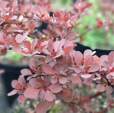 Berberis thunbergii f. atropurpurea Rose Glow 3 Litre