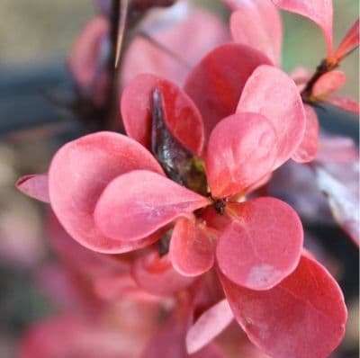 Berberis thunbergii Florence 3 Litre