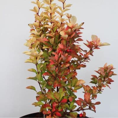 Berberis thunbergii Maria 3 Litre