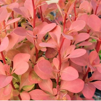 Berberis thunbergii Orange Sunrise 3 Litre