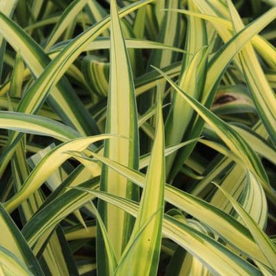 Beschorneria Flamingo Glow 3 Litre