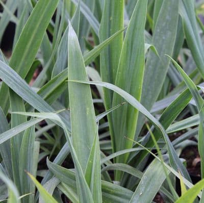 Beschorneria yucciodes 3 Litre