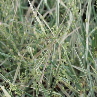 Briza media Russells 2 Litre