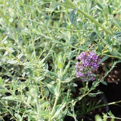 Buddleja alternifolia Unique 3 Litre