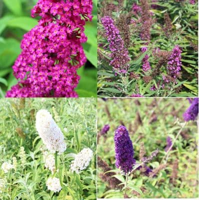 Buddleja Collection x 4 Plants