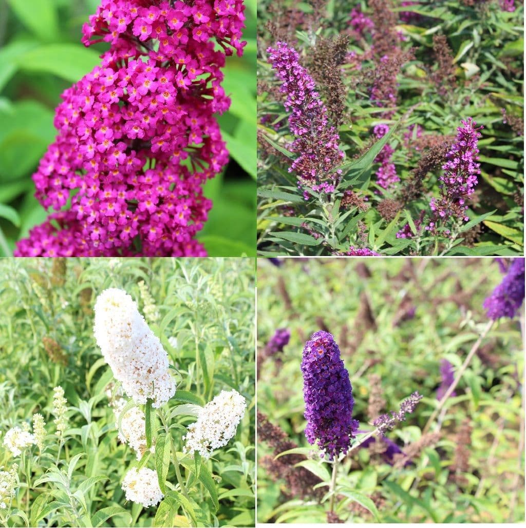 Buddleja Types Buddleja Collection x 4 Plants
