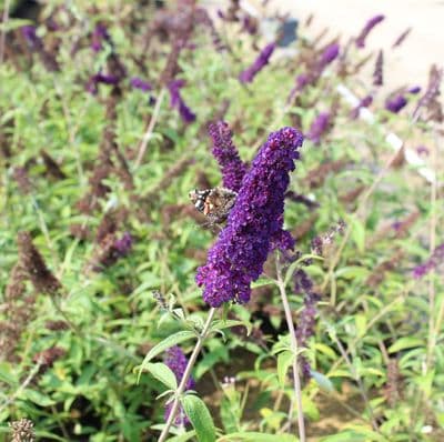 Buddleja davidii Black Knight 3 Litre