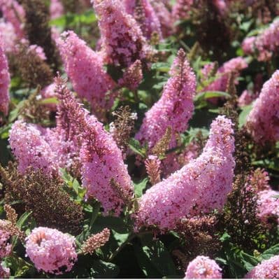 Buddleja davidii Butterfly Candy Little Pink 3 Litre