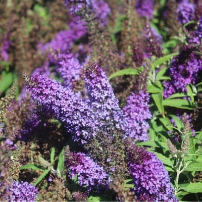 Buddleja davidii Butterfly Candy Little Purple 3 Litre