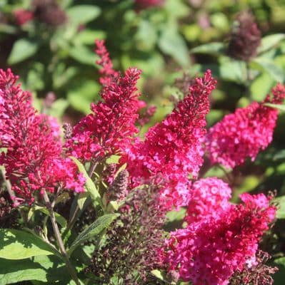 Buddleja davidii Butterfly Candy Little Ruby 3  Litre
