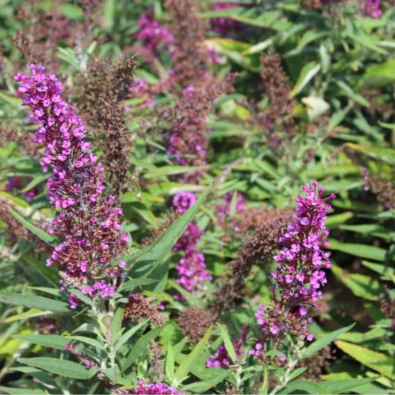 Buddleja davidii Butterfly Towers 3 Litre