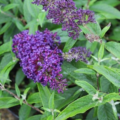 Buddleja davidii Buzz Indigo 3 Litre