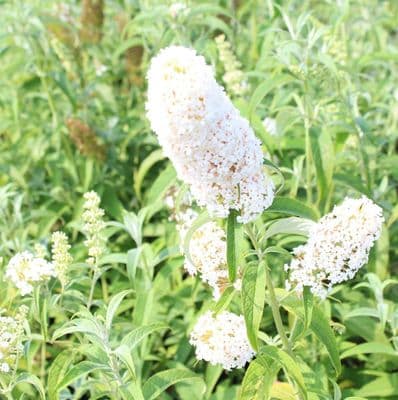 Buddleja davidii White Profusion 3 litre