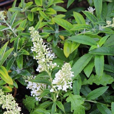 Buddleja Dreaming White 3 Litre
