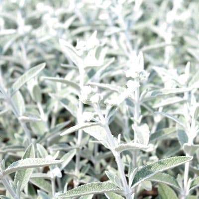 Buddleja Silver Anniversary
