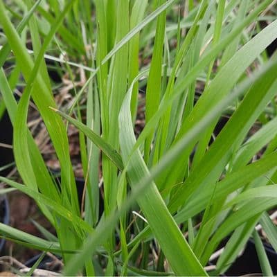 Calamagrostis × acutiflora Karl Foerster 2 Litre