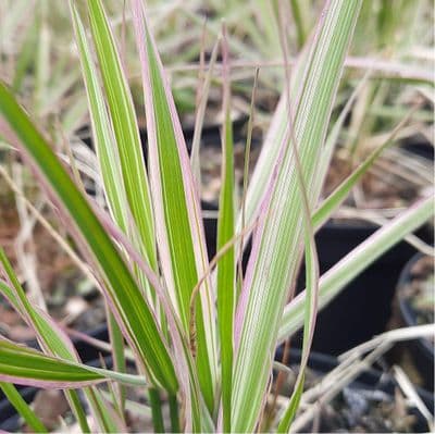 Calamagrostis × acutiflora Overdam 2 Litre