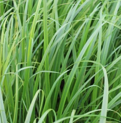 Calamagrostis brachytricha 2 Litre