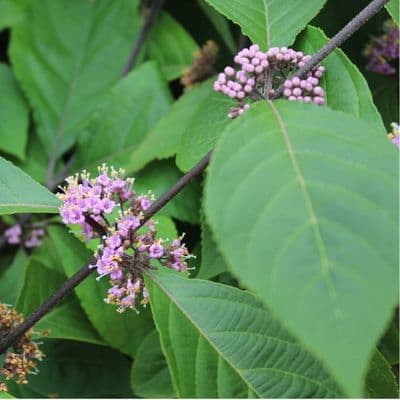 Callicarpa bodinieri var. giraldii Profusion 3 Litre