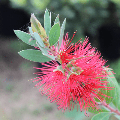 Callistemon citrinus 3 Litre