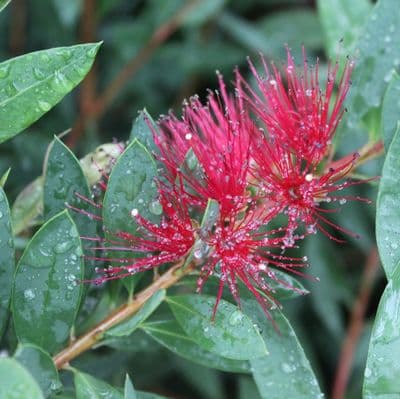 Callistemon Laevis 3 Litre