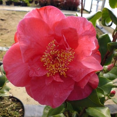 Camellia japonica Dr. King 3 Litre