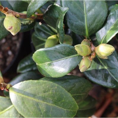 Camellia japonica Golden Anniversary 3 Litre