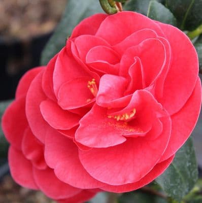 Camellia japonica Lady Campbell