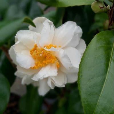 Camellia japonica Silver Anniversary 3 Litre