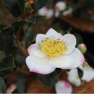 Camellia sasanqua Rainbow 3 Litre