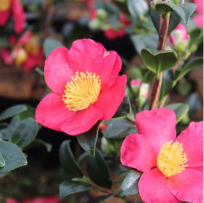 Camellia sasanqua Yuletide 3 Litre