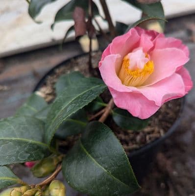 Camellia williamsii Tiptoe 3 Litre