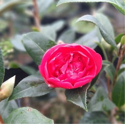Camellia x williamsii Anticipation 3 Litre