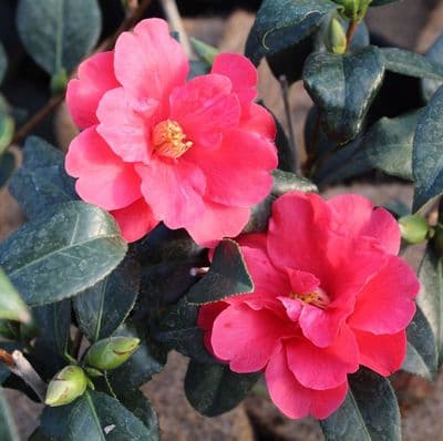 Camellia x williamsii Freedom Bell 3 Litre