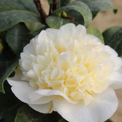 Camellia x williamsii Jury's Yellow 3 litre