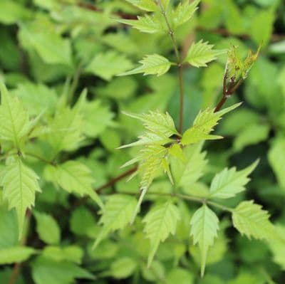 Campsis radicans Flamenco 3 Litre