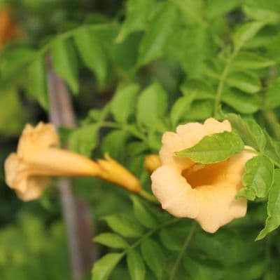 Campsis Yellow Trumpet 3 litre