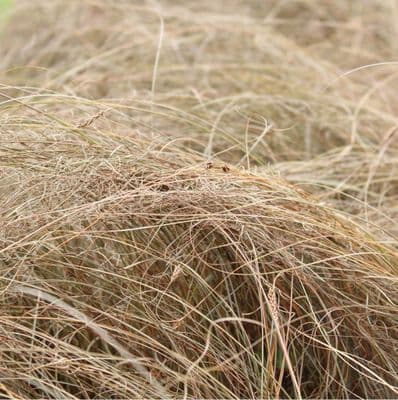 Carex comans Bronze Form 2 Litre