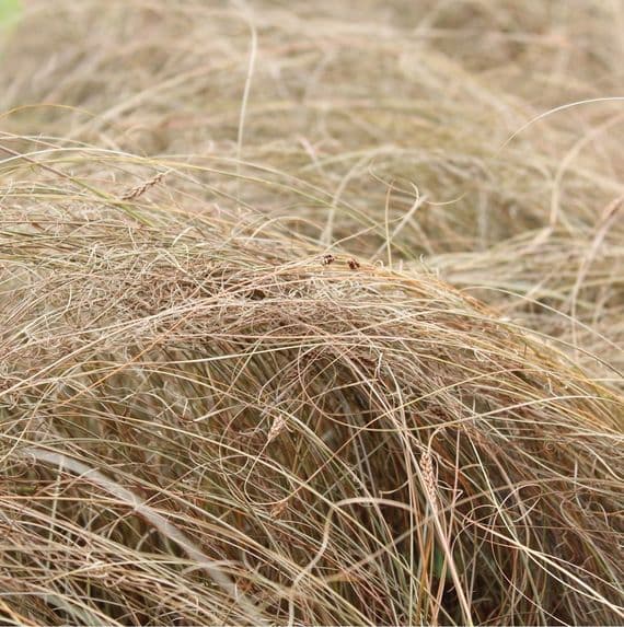 Carex comans Bronze Form 2 Litre