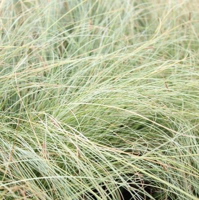 Carex comans Frosted Curls 2 Litre